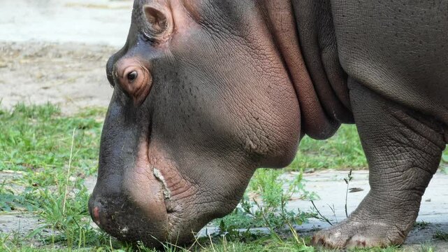 an adult brown hippopotamus eats grass
