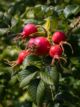 Closeup of Rose hips of Rosa 'Fru Dagmar Hastrup' in a garden in late summer