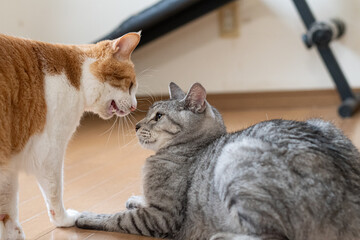 にらみ合う二匹の猫	