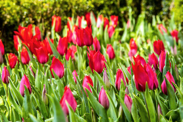 red tulips in the garden