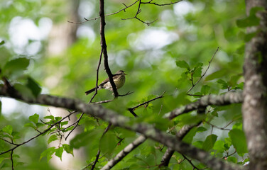 新緑の森で囀る野鳥