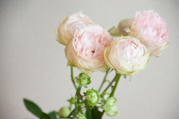 ベイビーカメレオン