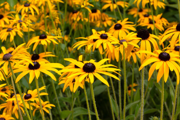 Closeup of flowers of Deam's coneflower (Rudbeckia fulgida var. deamii) in a garden in late summer