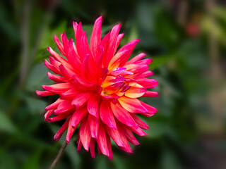 Closeup of a single flower of Dahlia 'Rainbow Silence' in a garden in summer