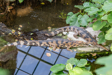 Two crocodiles are laying on a rock in a pond. The pond is surrounded by green plants and leaves