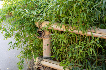 A fence made of bamboo and rope is covered in green leaves. The fence is in a park and the leaves are growing on it