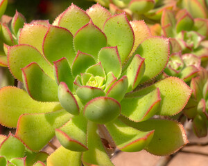 Closeup of fringed tree houseleek (Aeonium ciliatumis) in a garden in summer