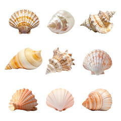 Obraz premium PNG seashell element set, transparent background