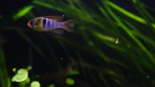 A small fish swimming in a green plant. The fish is surrounded by green plants and is the main focus of the image