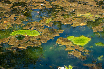 Close-up of the surface of the swamp. Blooming water and algae in the pond