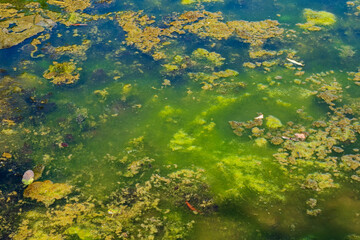 Blooming water and algae in a pond. Close-up of the swamp surface