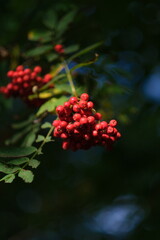 Red, ripe berries can be seen on a tree branch.