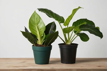 Fototapeta premium Rubber Fig and Dieffenbachia Seguine Potted Plants on White Background