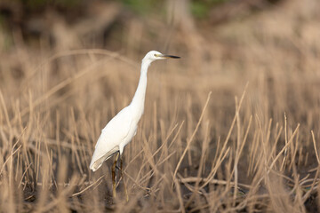 Little egret (Egretta garzetta) a beautiful water bird standing in the water of a muddy lake. Detailed portrait of an egret in its habitat. Nature wildlife.