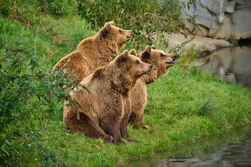 Bärenfamilie