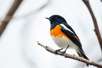 Fototapeta premium A small black, white, and orange bird sits on a thin branch, gazing forward, framed by a soft, wintery, out-of-focus background 