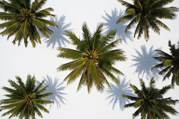 Fototapeta premium Overhead Panorama of Isolated Areca and Coconut Palms Against a White Landscape