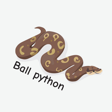 Ball Python Vector Illustration: Colorful Snake