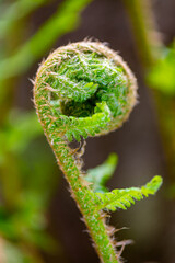 Fern spiral sprout unrolling with in a garden in springtime season in Sauerland, Germany. Macro close up with details of stem, hairs, small green leaves. Blurred background. Symbol for powerful growth