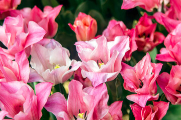 Obraz premium pink and red tulips in garden