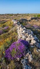 Purple flowering wild thyme in late spring in Sicily. Wild Thyme