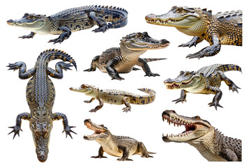 Fototapeta premium PNG crocodile element set, transparent background