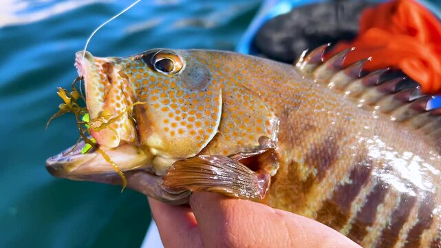 a fisherman holding a baby spotted grouper cabrilla