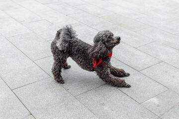 Little poodle is barking. Grey curly-haired poodle