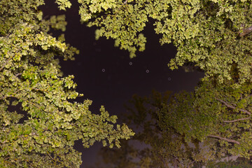 A captivating view of the night sky framed by lush green tree branches. The contrast between the dark sky and vibrant foliage highlights the natural beauty of a forest under the stars.