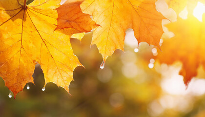 Obraz premium Autumn maple leaves with raindrops, abstract fall background. Rain season.