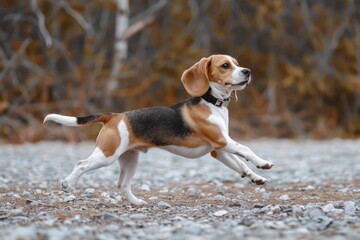 A cheerful beagle dog gazes upward with a joyful expression, showcasing its friendly demeanor and playful spirit, A cheerful beagle wagging its tail, Ai generated