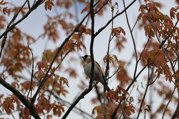 flower picture on a normal day