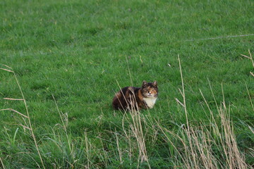 A cat sitting in the greenery