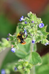 foto van een bij die op een bloem zit