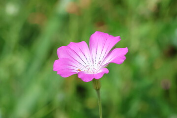 Obraz premium vibrant, petals, bloom, summer, macro, close-up, flower, bright, detailed, nature, color, lush, garden, sunlight, fresh, vibrant, texture, botanical, rich, flora, field, seasonal, fragrant, vivid, sea