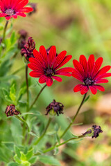 Dimorphotheca ecklonis pertenece a la familia Asteraceae.