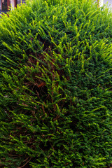 Vegetación en Areatza, País Vasco.