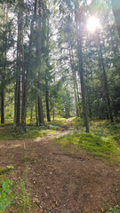 Obraz premium Sunlight Filtering Through a Lush Forest Pathway