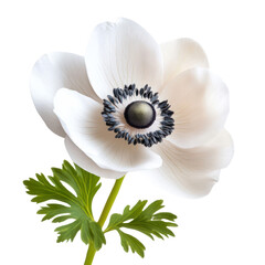  Anemone Flower object isolated on transparent png.