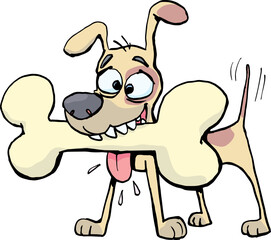 small dog carries a huge bone2