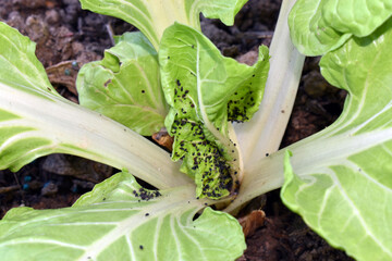Black aphid on a chard plan