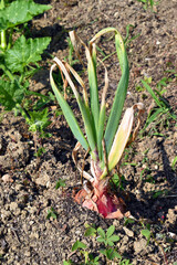 Obraz premium Zalla purple onion in a garden ready to be harvested