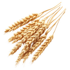 Ears of wheat object isolated on transparent png.