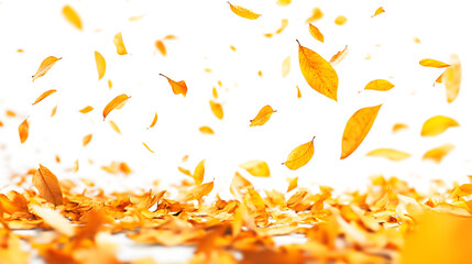 Autumn leaves falling on white background, background, backdrop