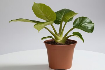 Obraz premium Rubber Fig and Dieffenbachia Seguine Potted Plants Isolated on White Backdrop