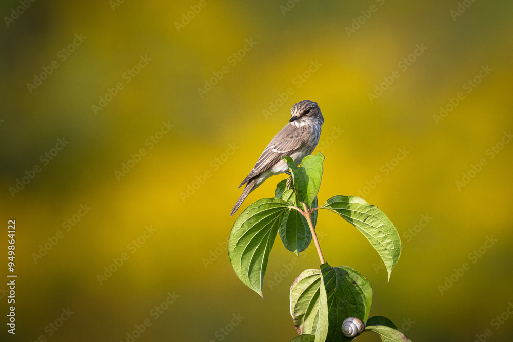 Wall mural on a sunny summer day, an adult spotted flycatcher sits on a green plant towards the camera lens wit