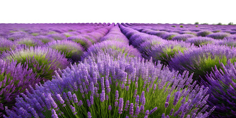 Lavender fields in full bloom during a sunny summer day, cut out transparent