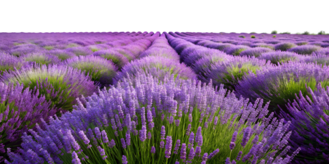 Lavender fields in full bloom during a sunny summer day, cut out transparent