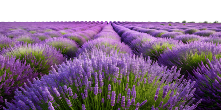 Lavender fields in full bloom during a sunny summer day, cut out transparent