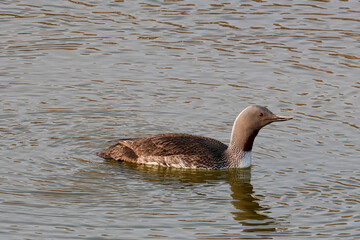 A Red-Throated Diver in the water, Svalbard Islands